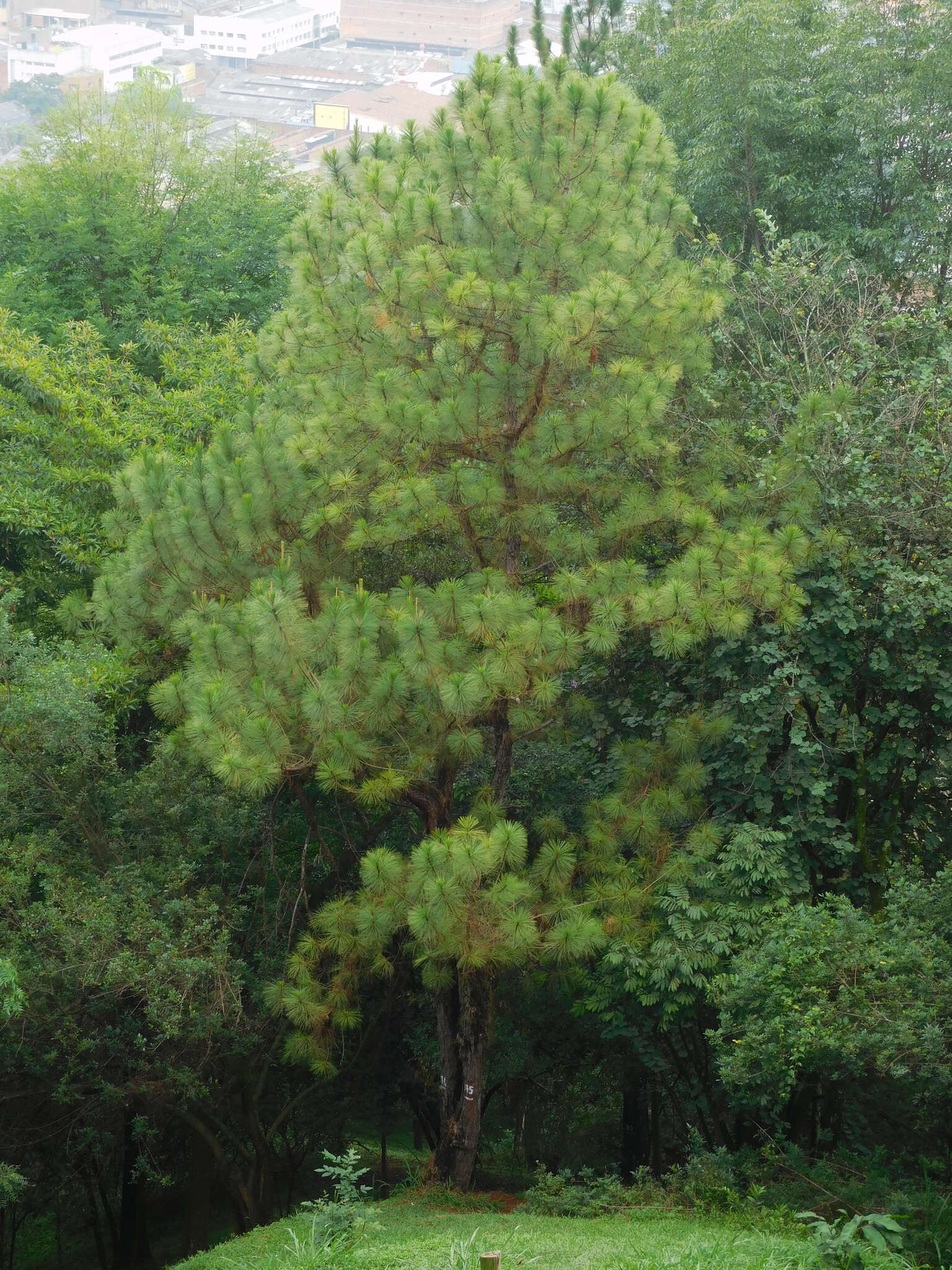 Image of Jelecote Pine