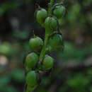 Manfreda occidentalis resmi