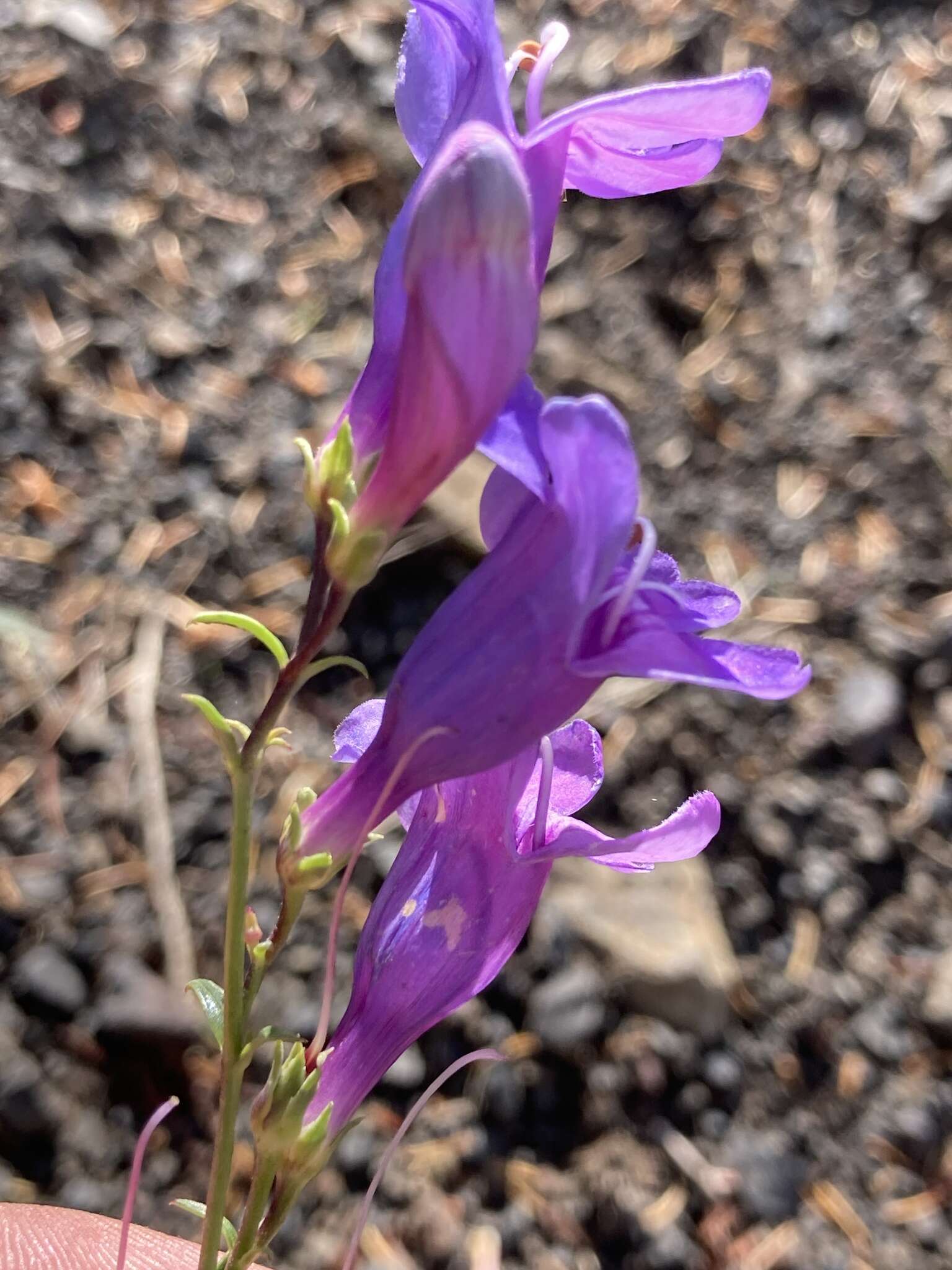 Image of Venus penstemon