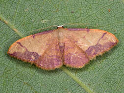 صورة Idaea ostrinaria