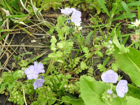 Phacelia strictiflora (Engelm. & Gray) A. Gray的圖片