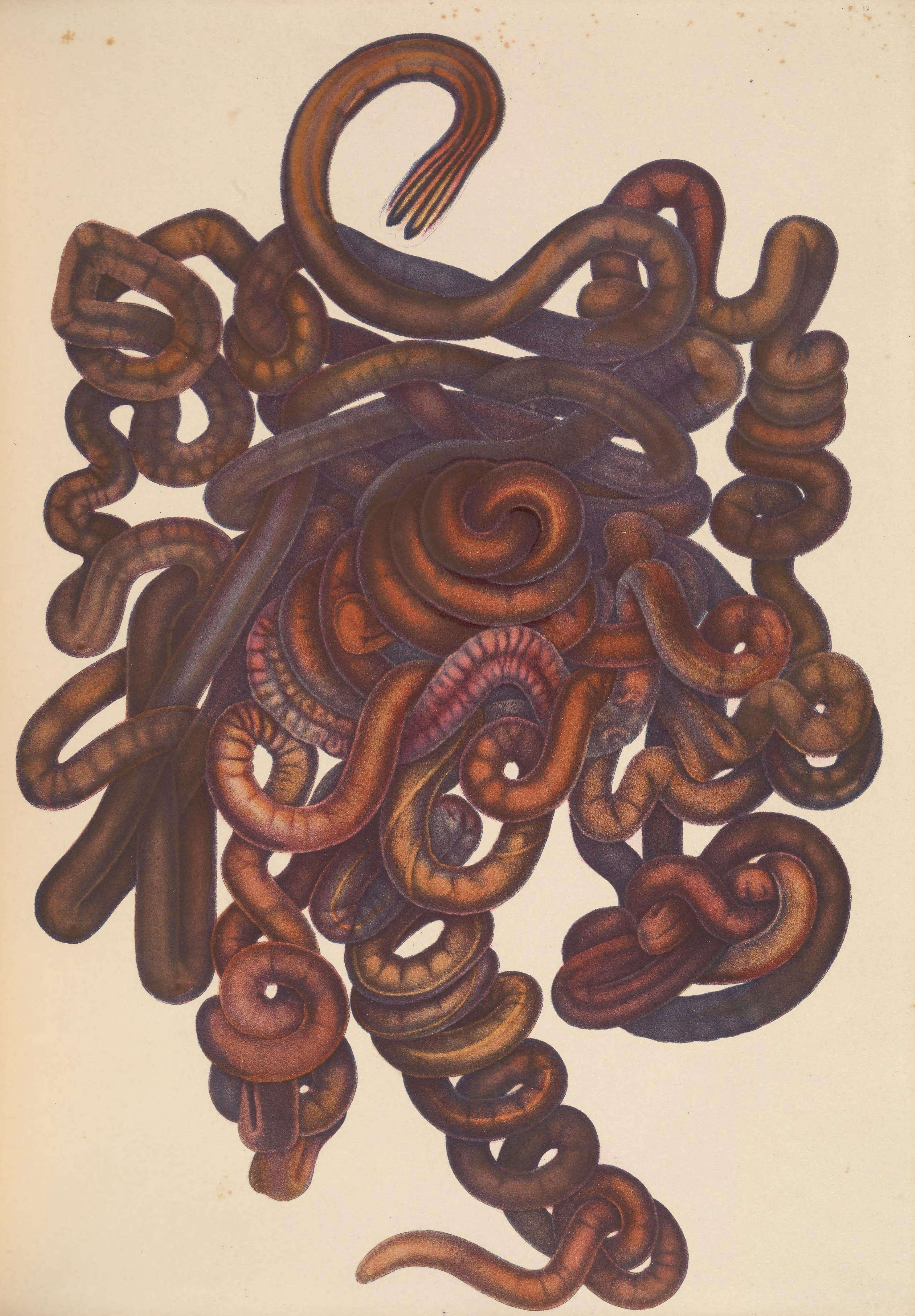 Image of bootlace worm