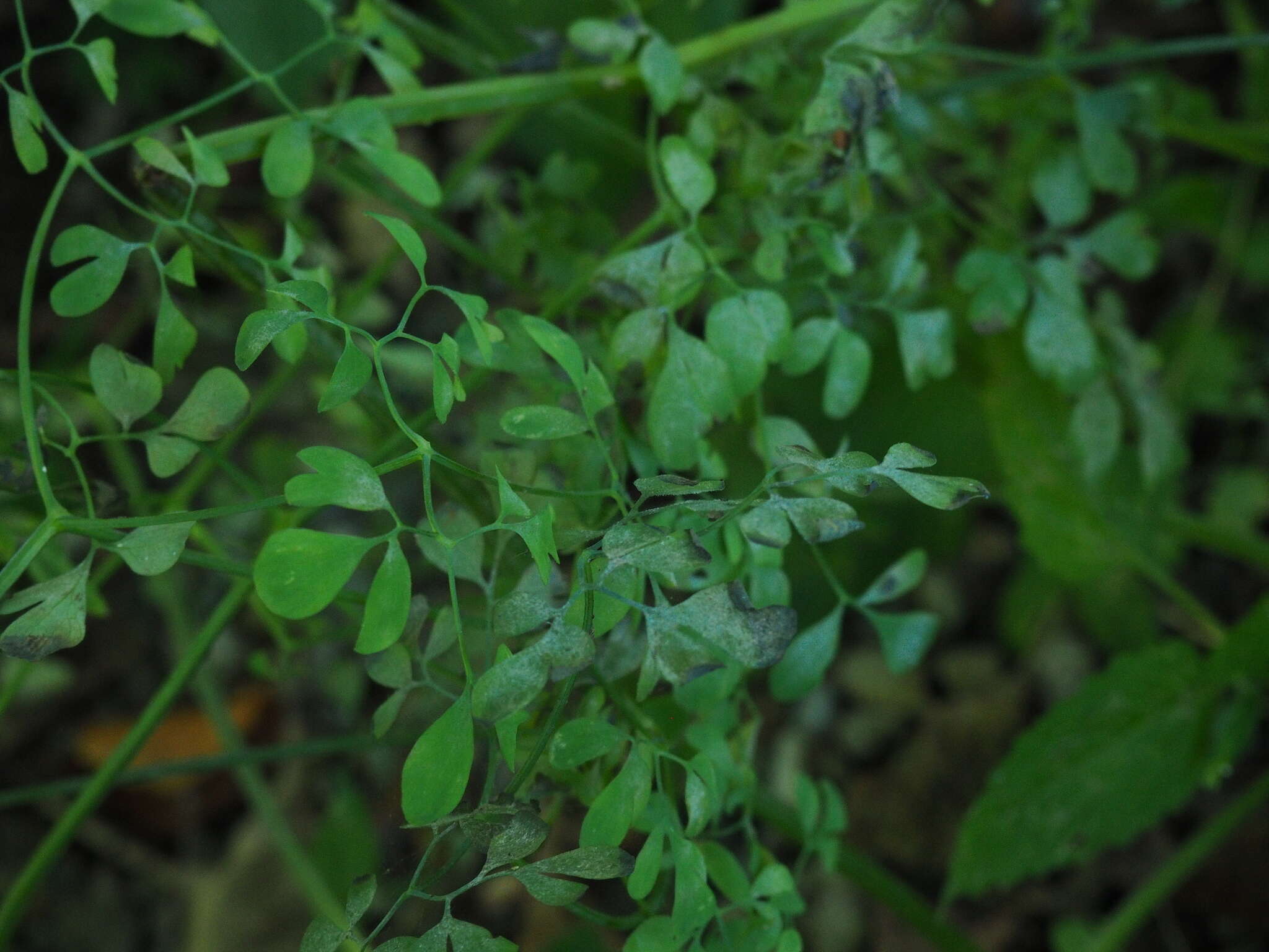 Image of Corydalis ochotensis Turcz.