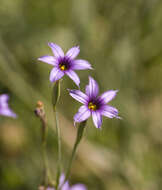 Image of Sisyrinchium platense I. M. Johnst.