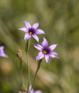 Sisyrinchium platense I. M. Johnst.的圖片