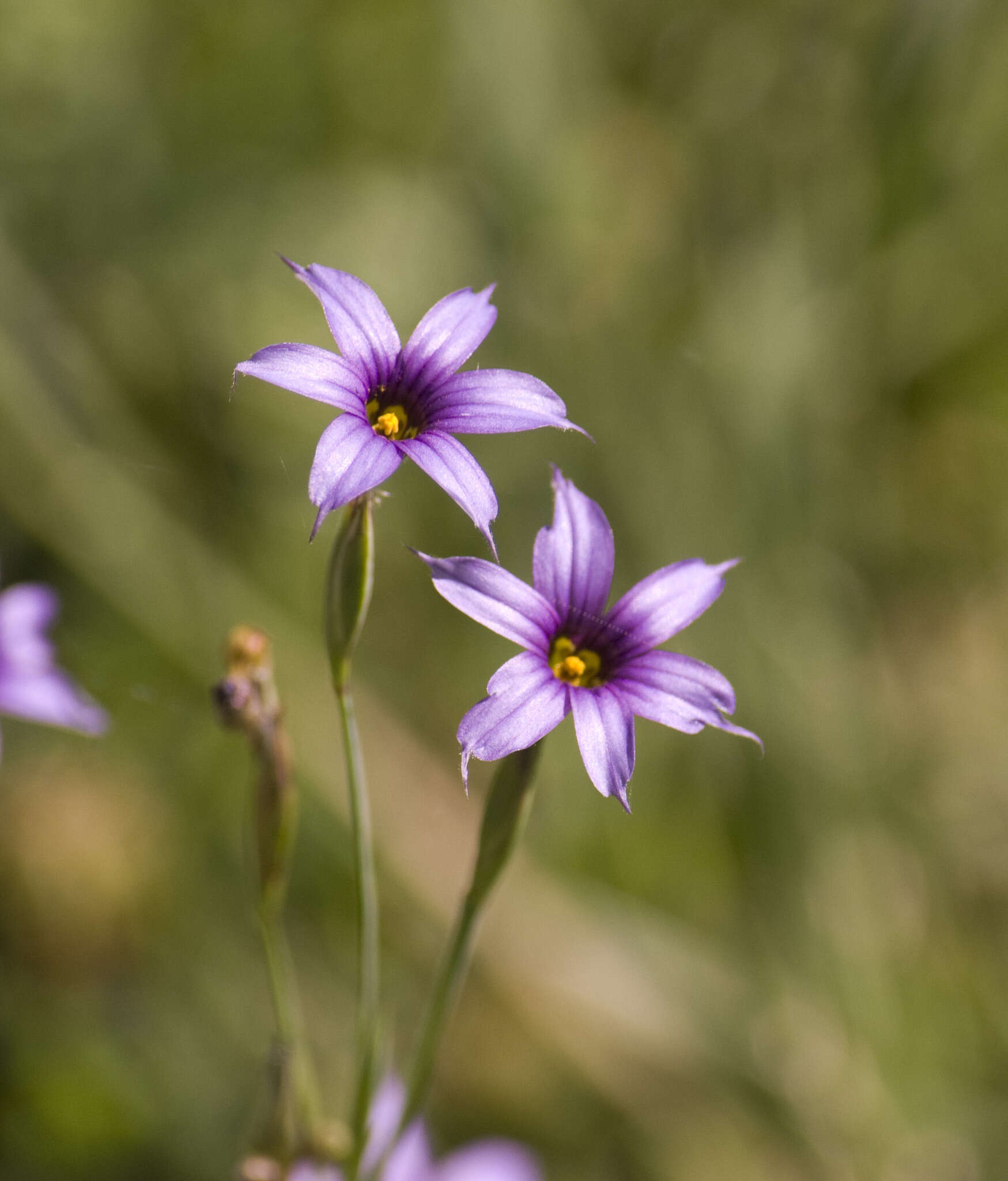 Image of Sisyrinchium platense I. M. Johnst.