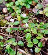 Image de Linnaea borealis L.