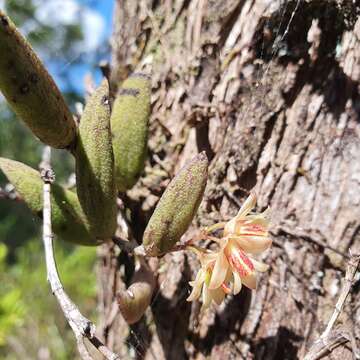 Image of Dendrobium rigidum R. Br.