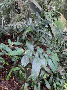 Image of Begonia maculata Raddi