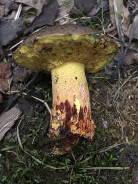 Image of Boletus billieae Both, Bessette & W. J. Neill 2001