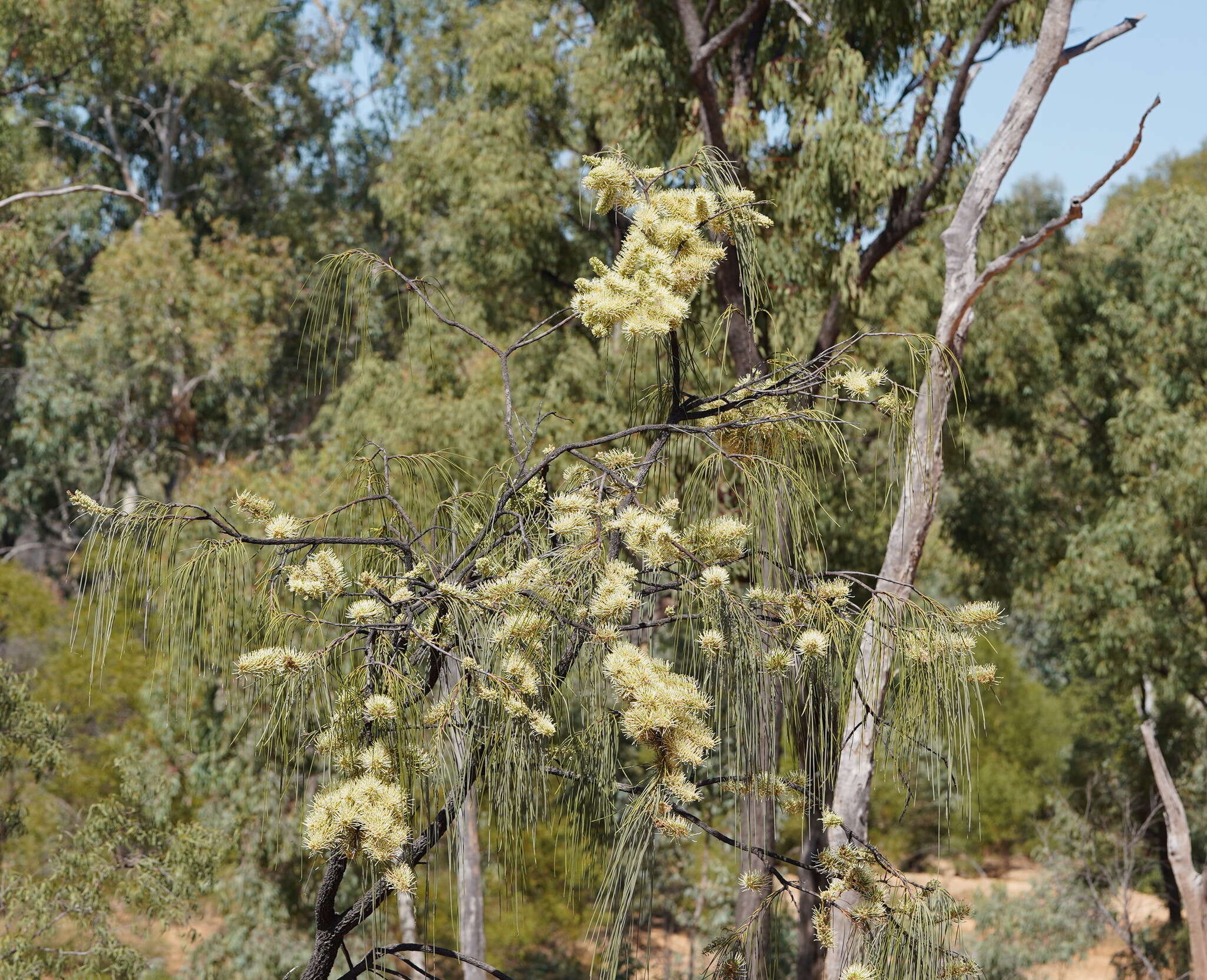 Image de Hakea lorea (R. Br.) R. Br.