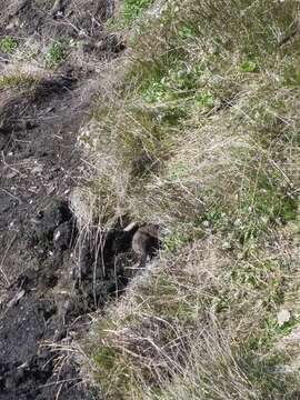 Image of Brown Lemming