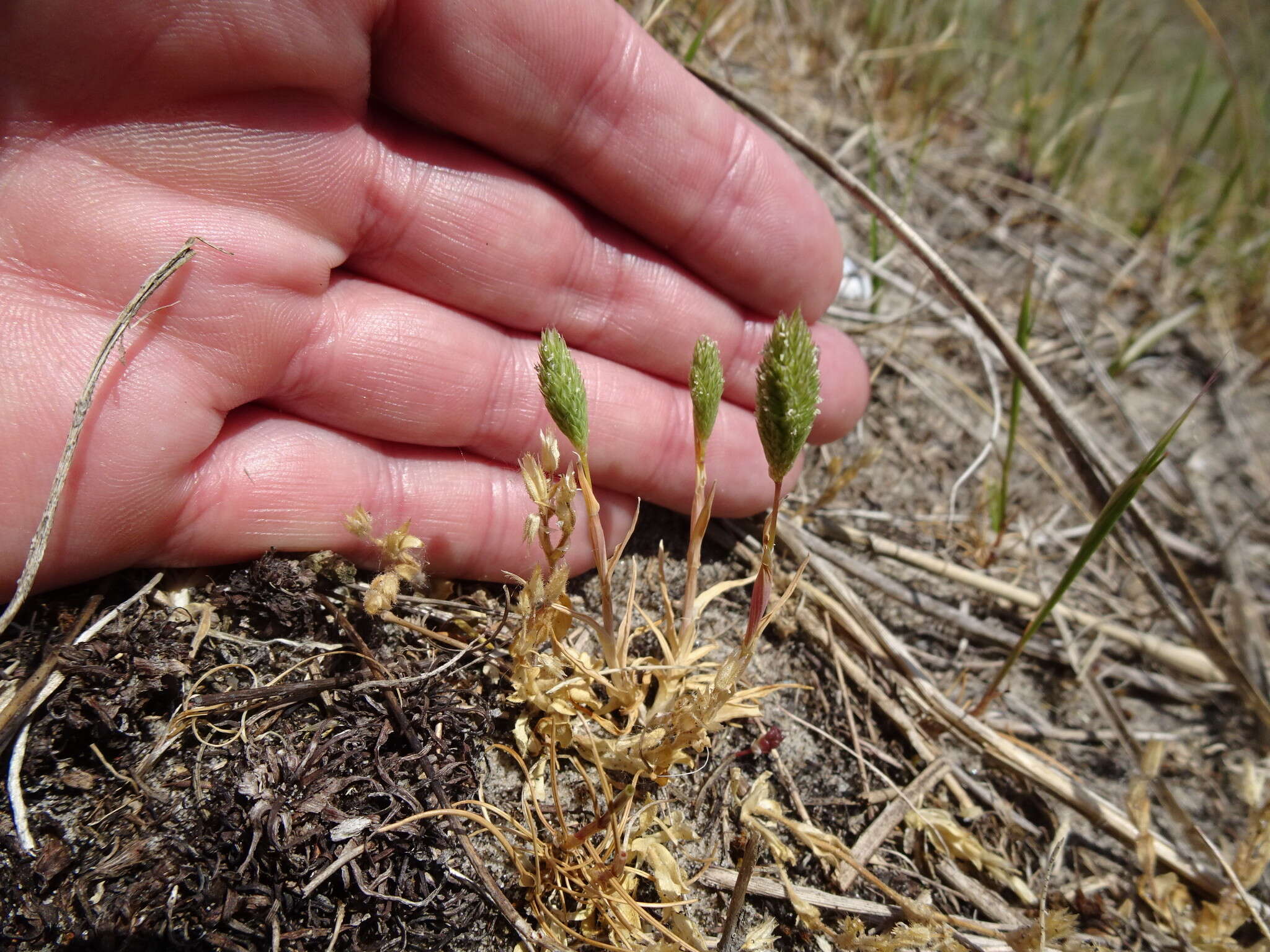 Image of Phleum arenarium L.