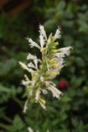 Image of Agastache mexicana subsp. xolocotziana Bye, Linares & T. Ram.