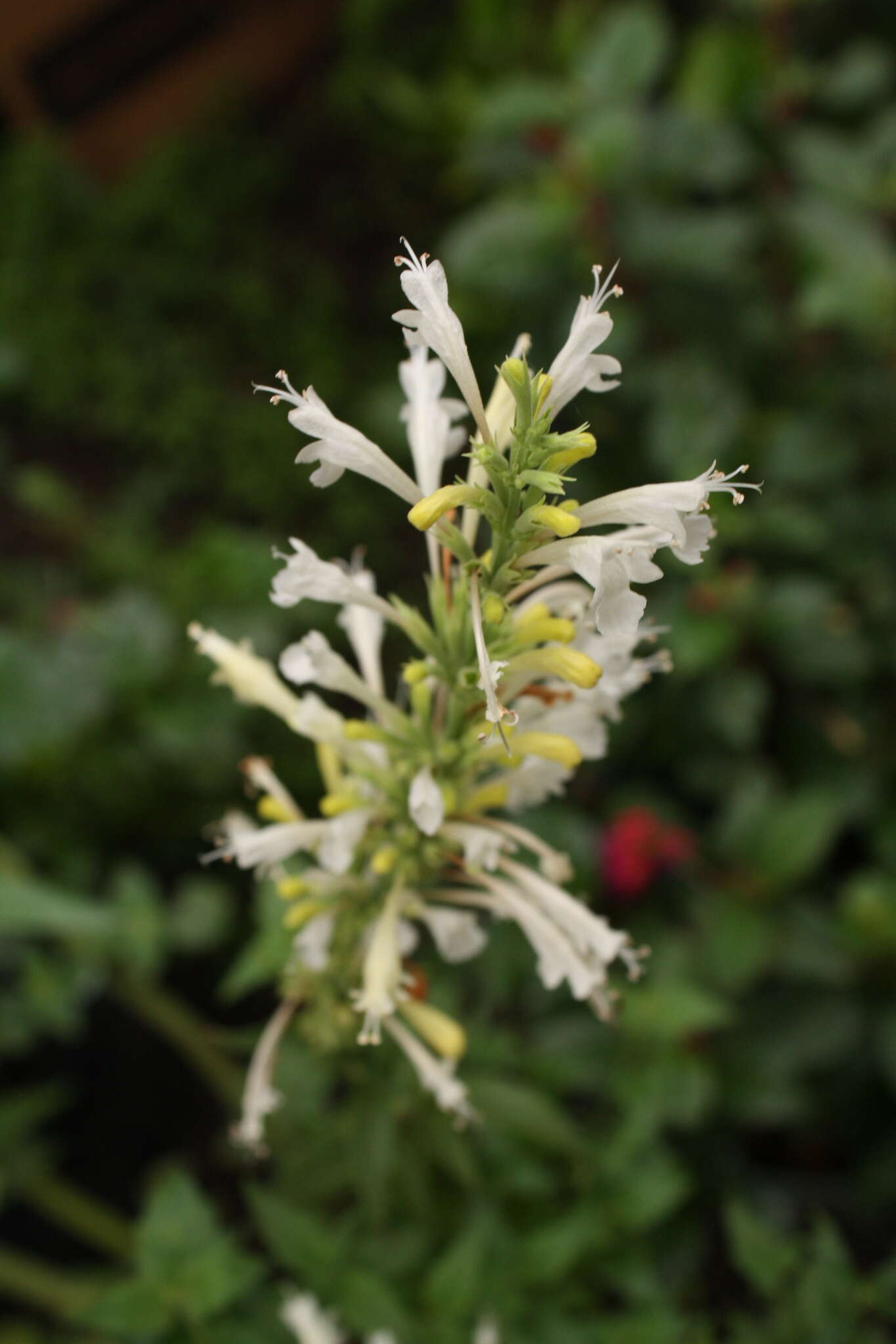 Imagem de Agastache mexicana subsp. xolocotziana Bye, Linares & T. Ram.