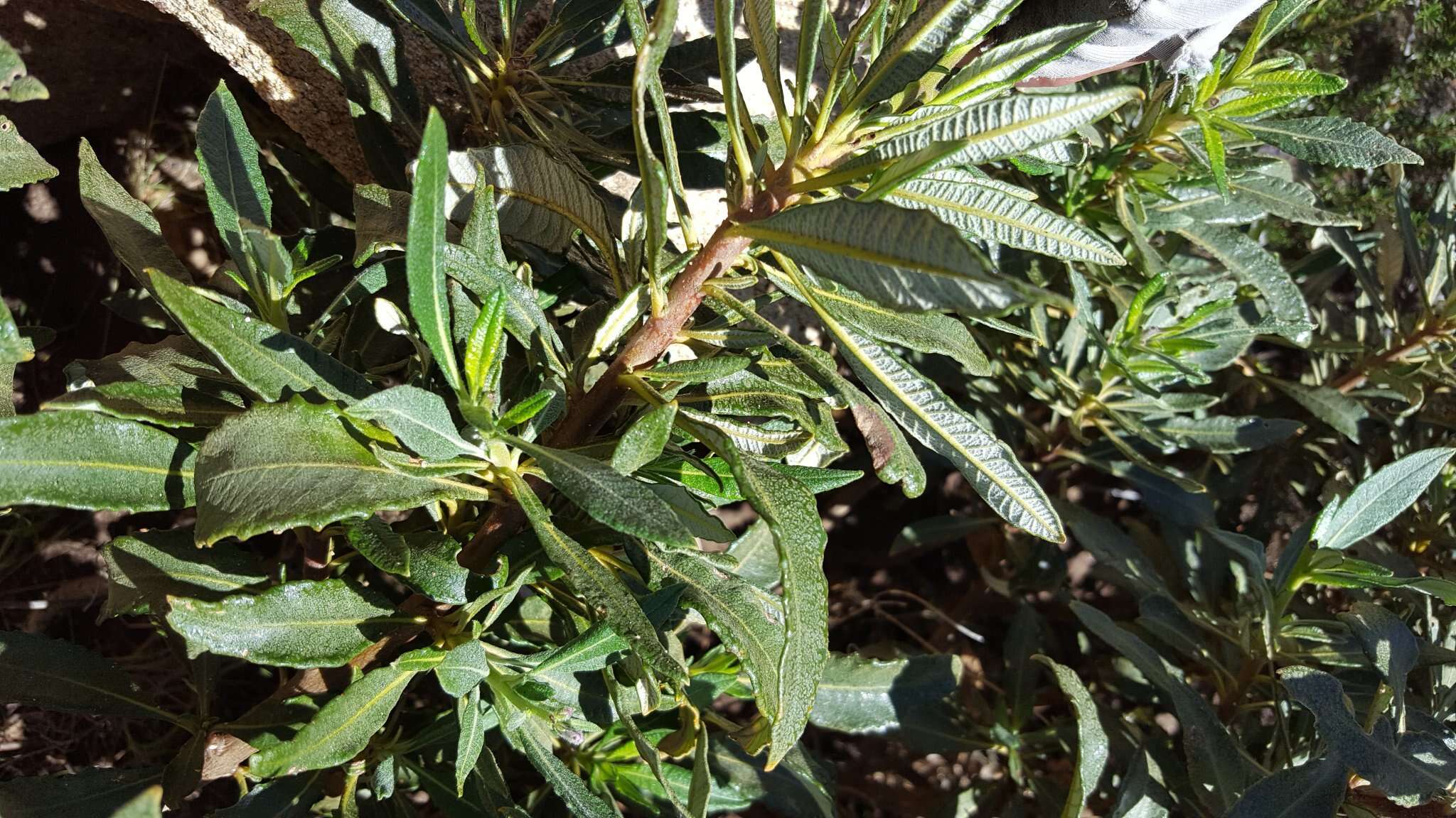 Image of hairy yerba santa