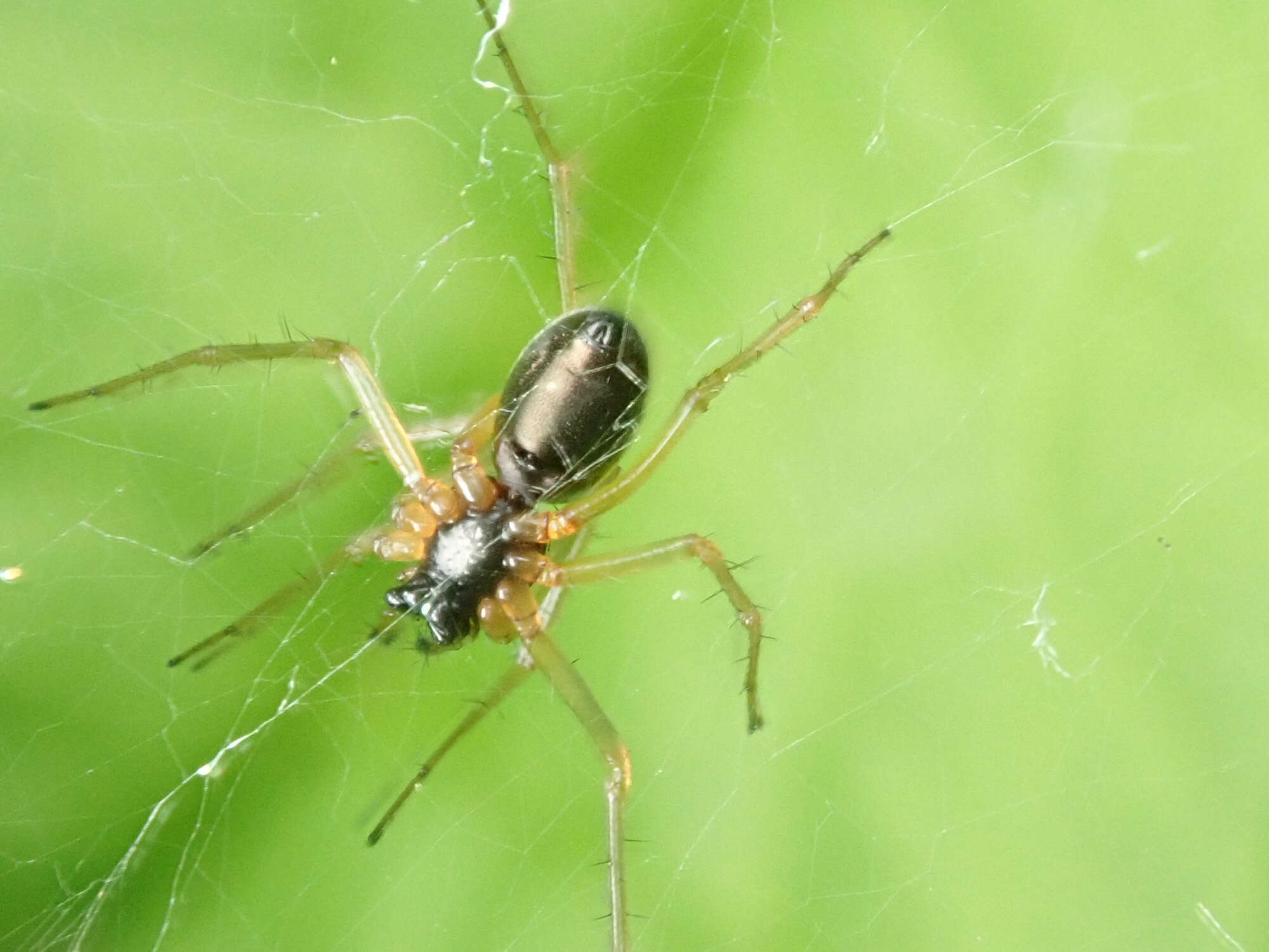 Linyphia hortensis Sundevall 1830 resmi