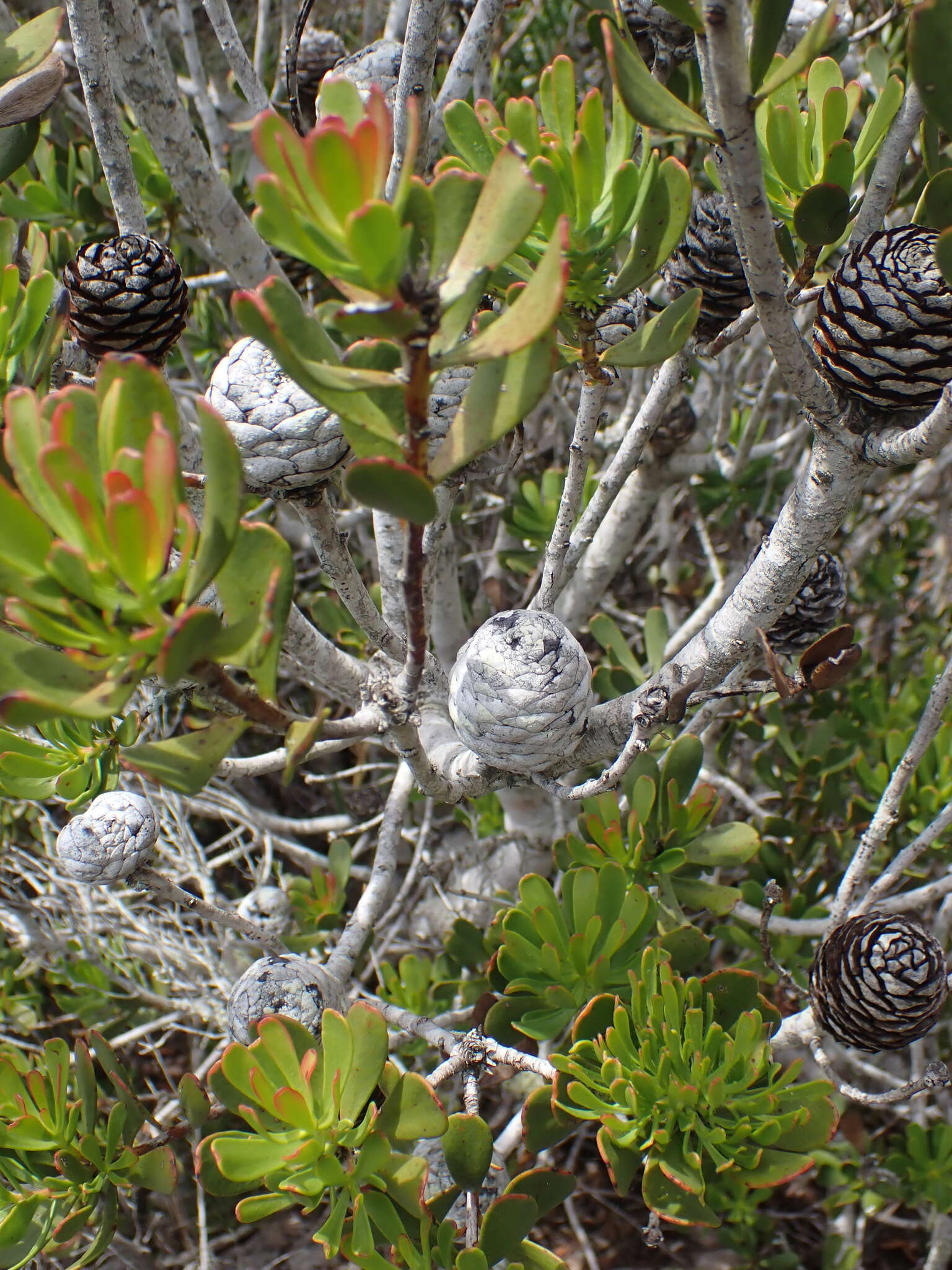 Imagem de Leucadendron muirii Phillips