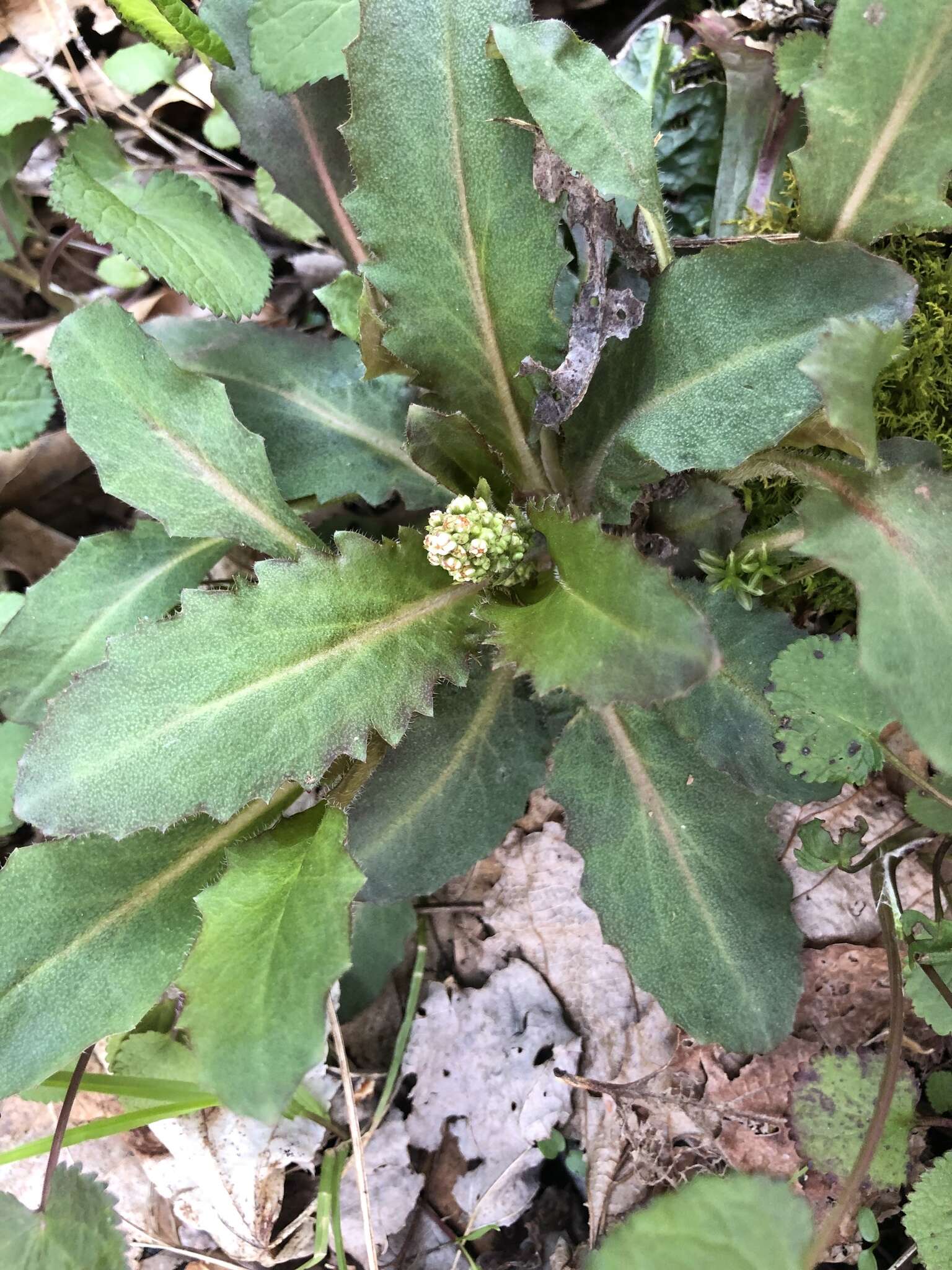 Image of Lettuce-Leaf Pseudosaxifrage