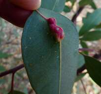 Image of Gall wasp