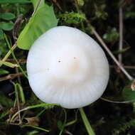 Image of Snowy Waxcap