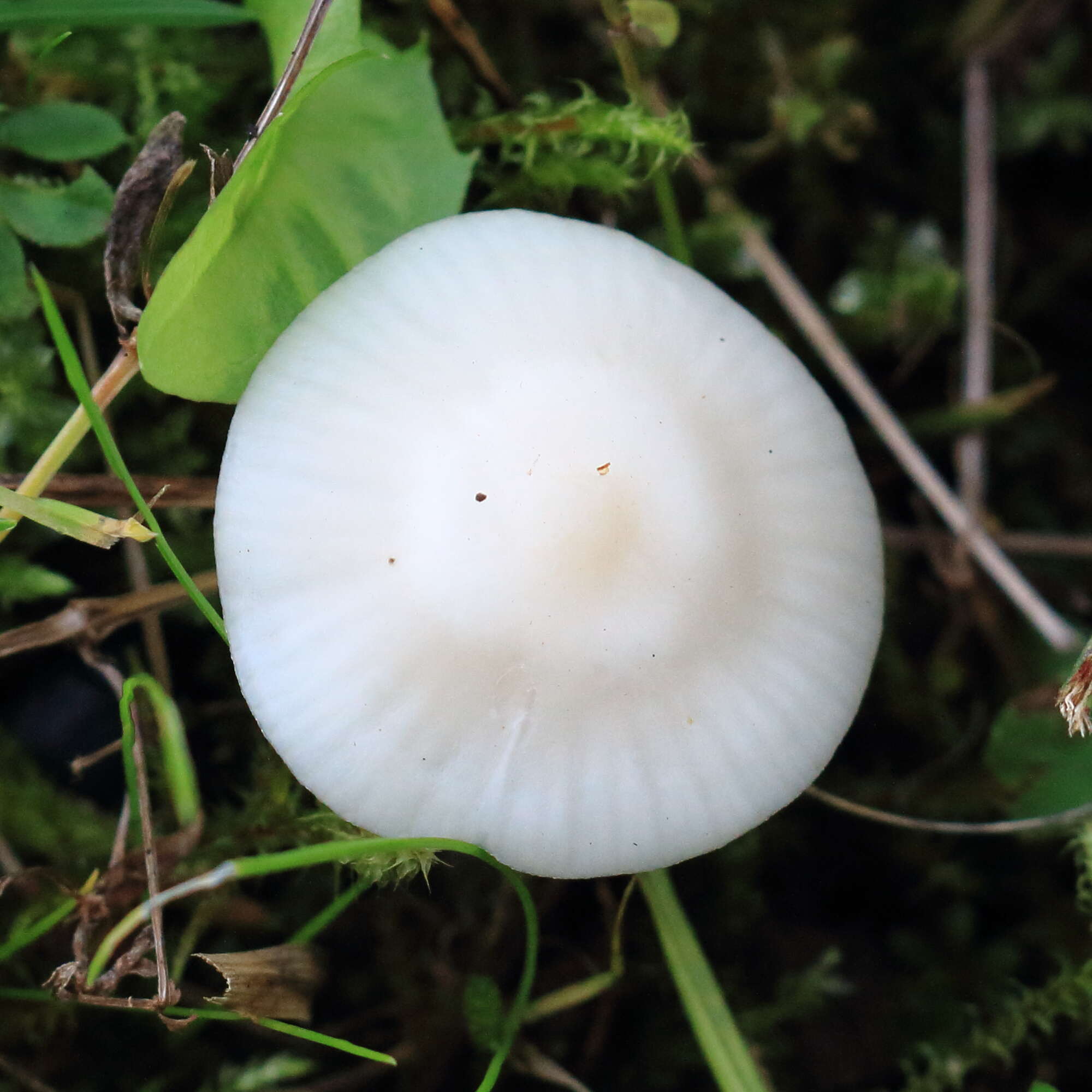 Image of Snowy Waxcap