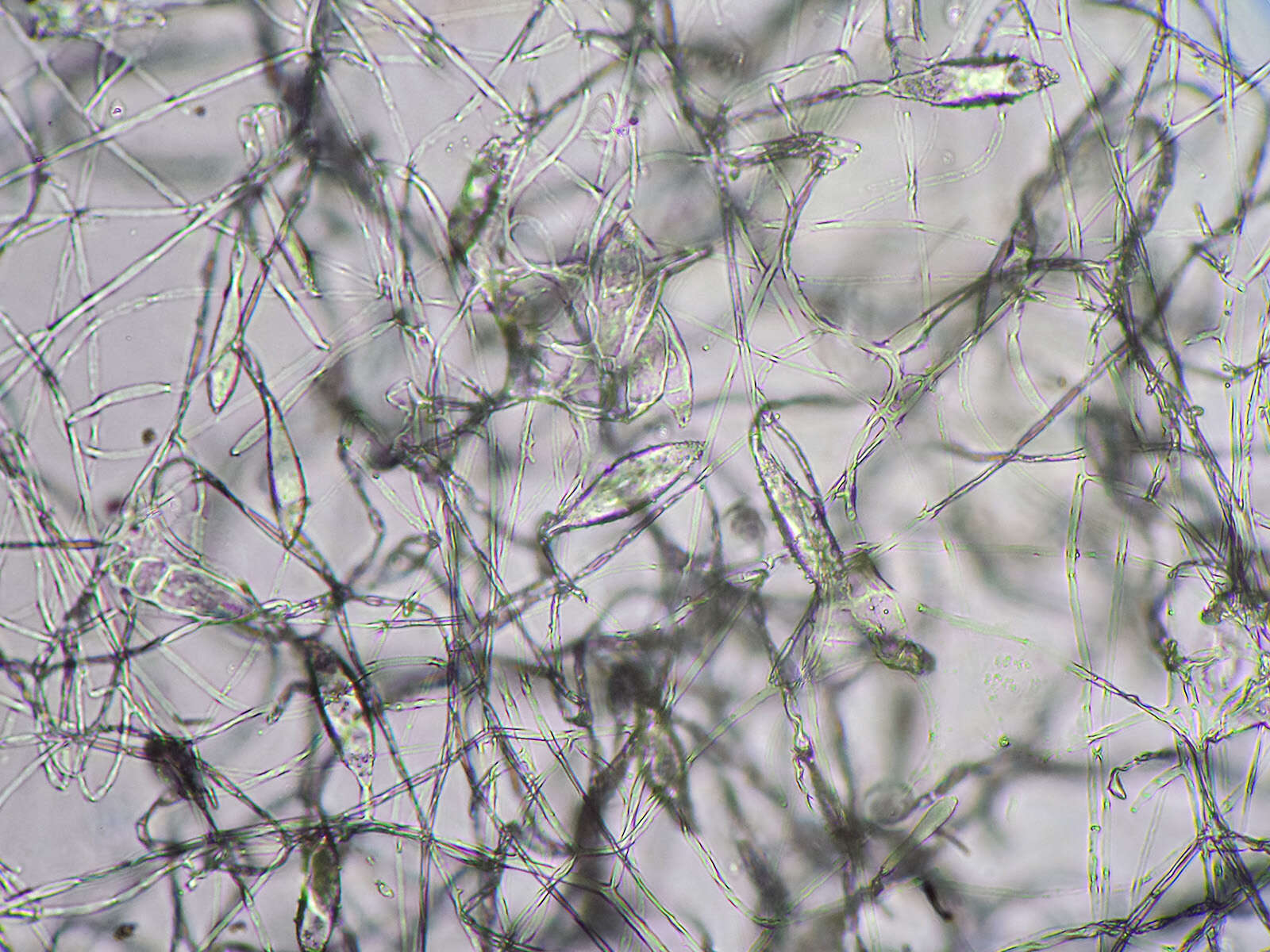 Image of Microsporum