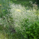 Image of awned bedstraw