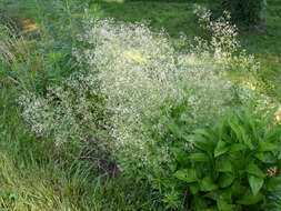 Image of awned bedstraw