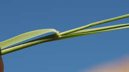 Plancia ëd Muhlenbergia rigens (Benth.) Hitchc.