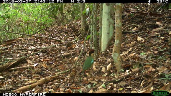 Image of Noisy Pitta