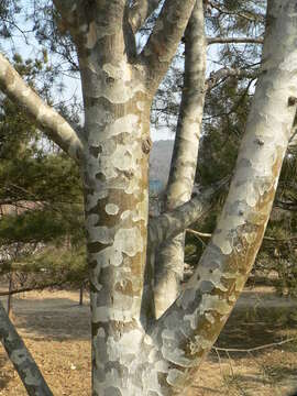 Image of Bunge's pine