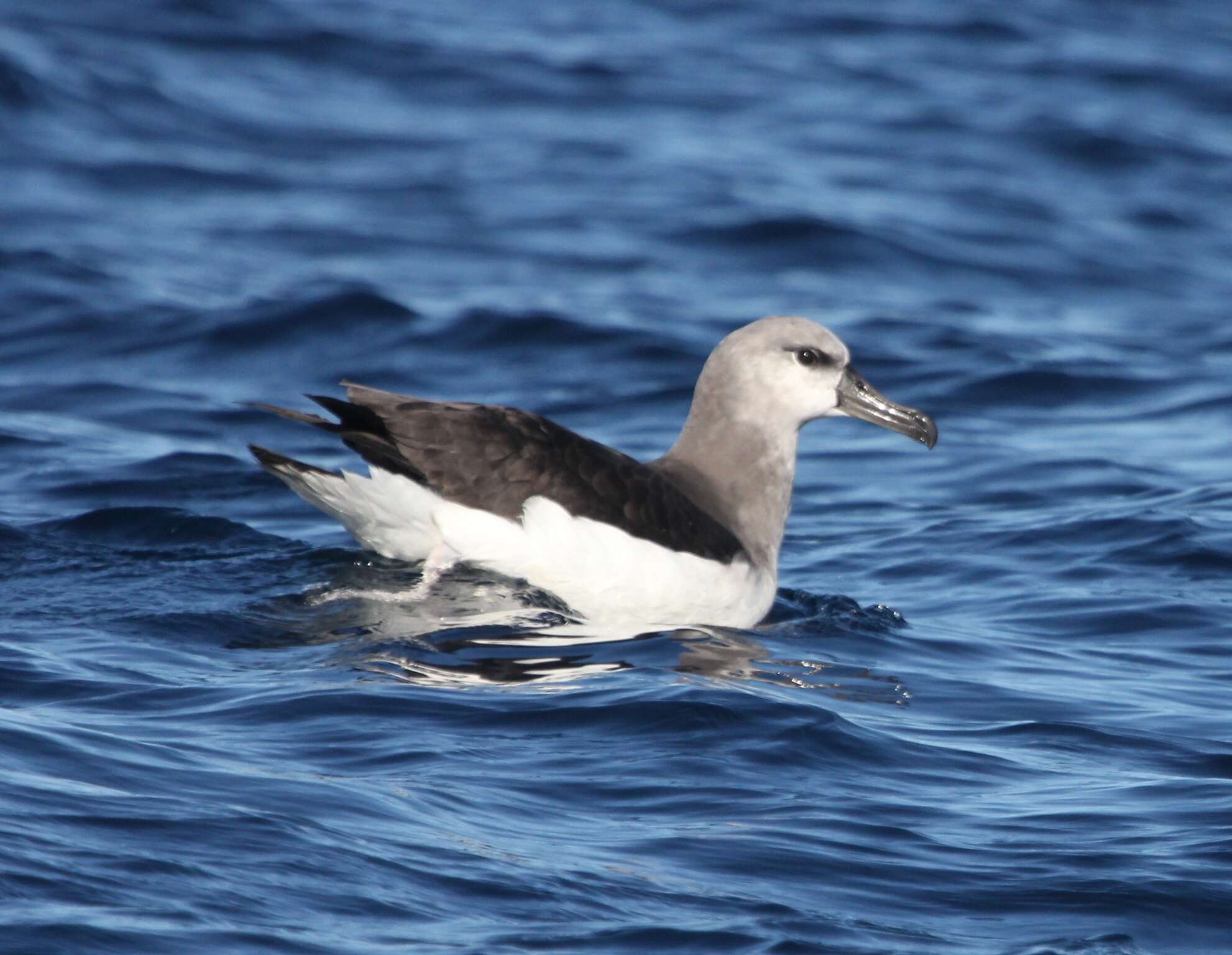 Image of Grey-headed Albatross