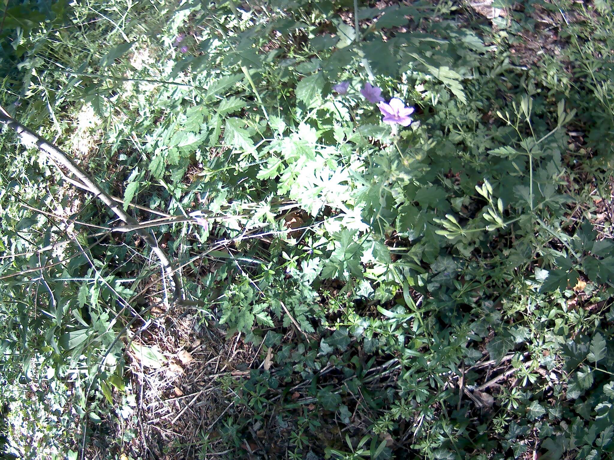 Image of Geranium asphodeloides subsp. tauricum (Rupr.) Fritsch