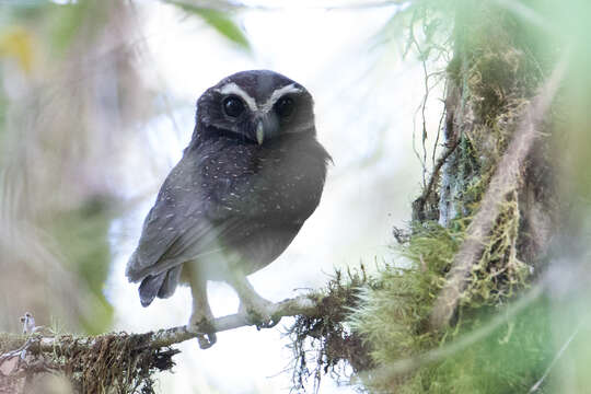 Ninox punctulata (Quoy & Gaimard 1832) resmi