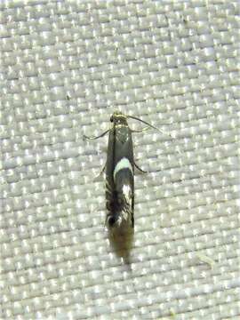 Image of Yellow Nutsedge Moth