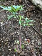 Arisaema yamatense subsp. sugimotoi (Nakai) H. Ohashi & J. Murata的圖片