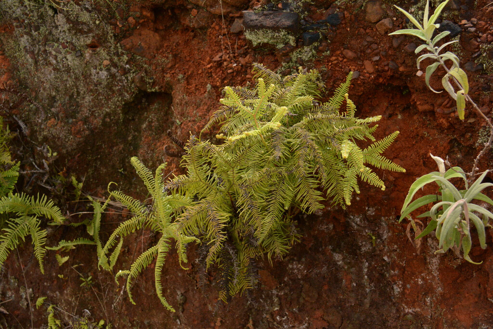 Image of Sticherus umbraculifer (Kunze) Ching