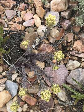 Image of ashgray Indian paintbrush