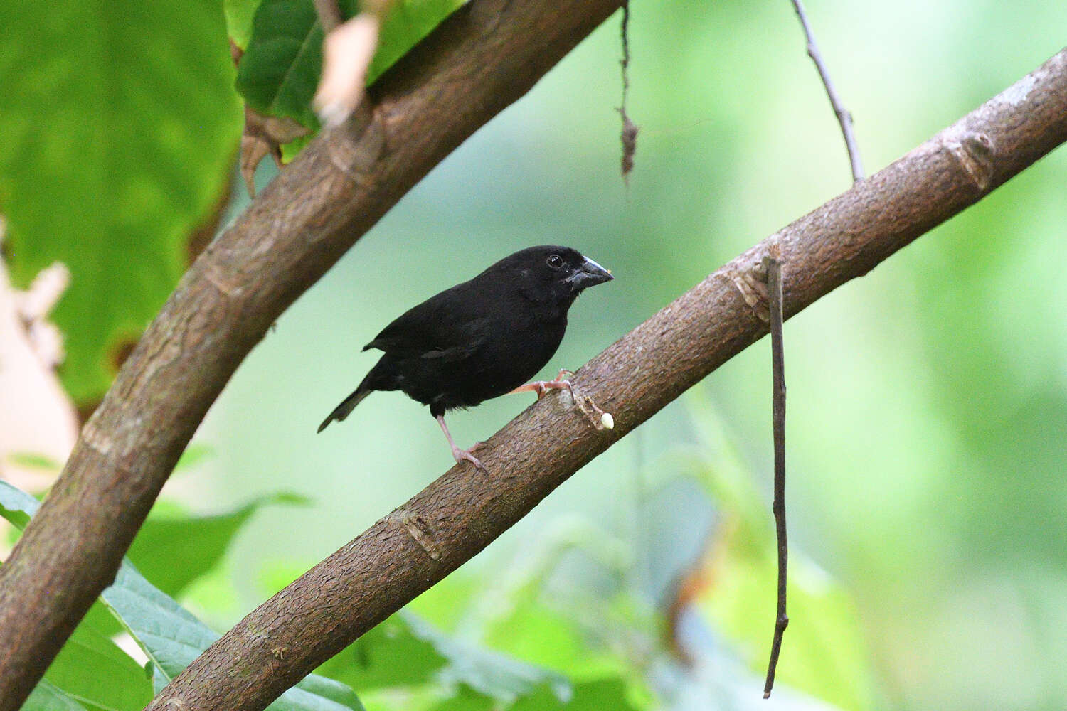 Image of St Lucia Black Finch