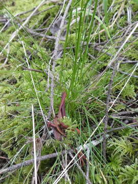 Plancia ëd Festuca occidentalis Hook.