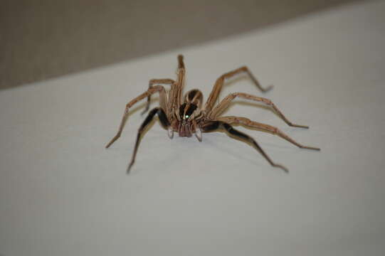 Image of wolf spiders