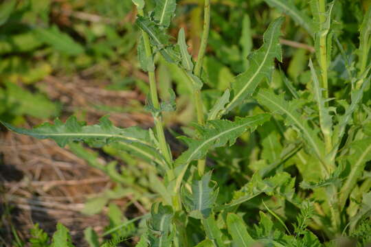 Image of field sowthistle