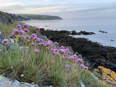 Sivun Armeria maritima subsp. maritima kuva