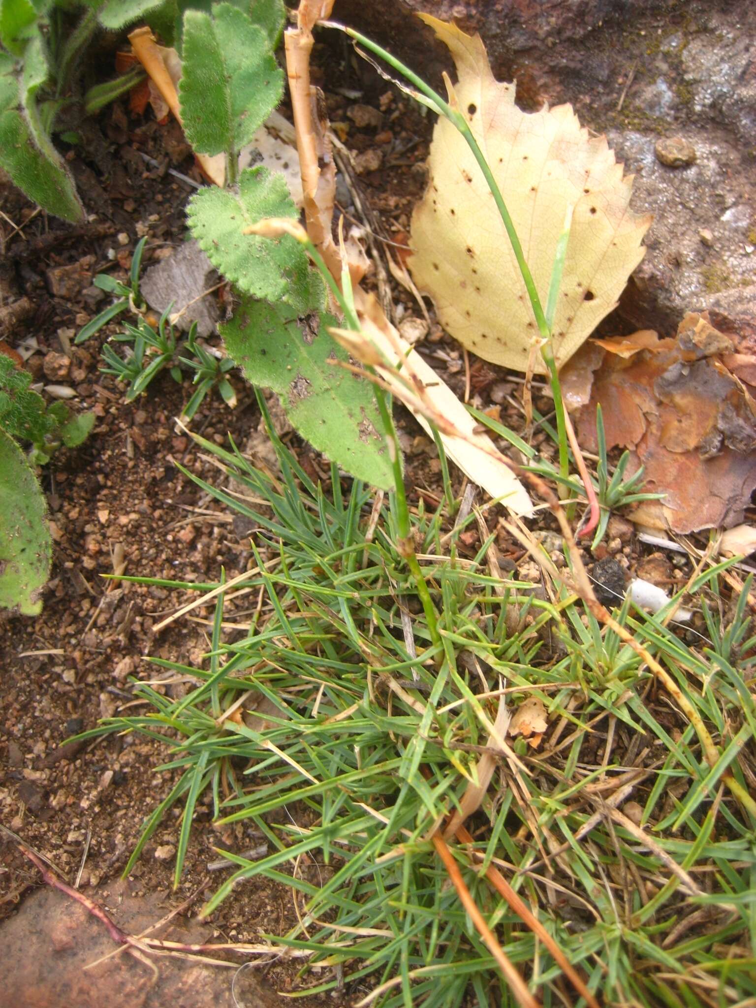 Image of Dianthus acicularis Fisch. ex Ledeb.