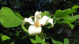 Image of Ashe's Magnolia