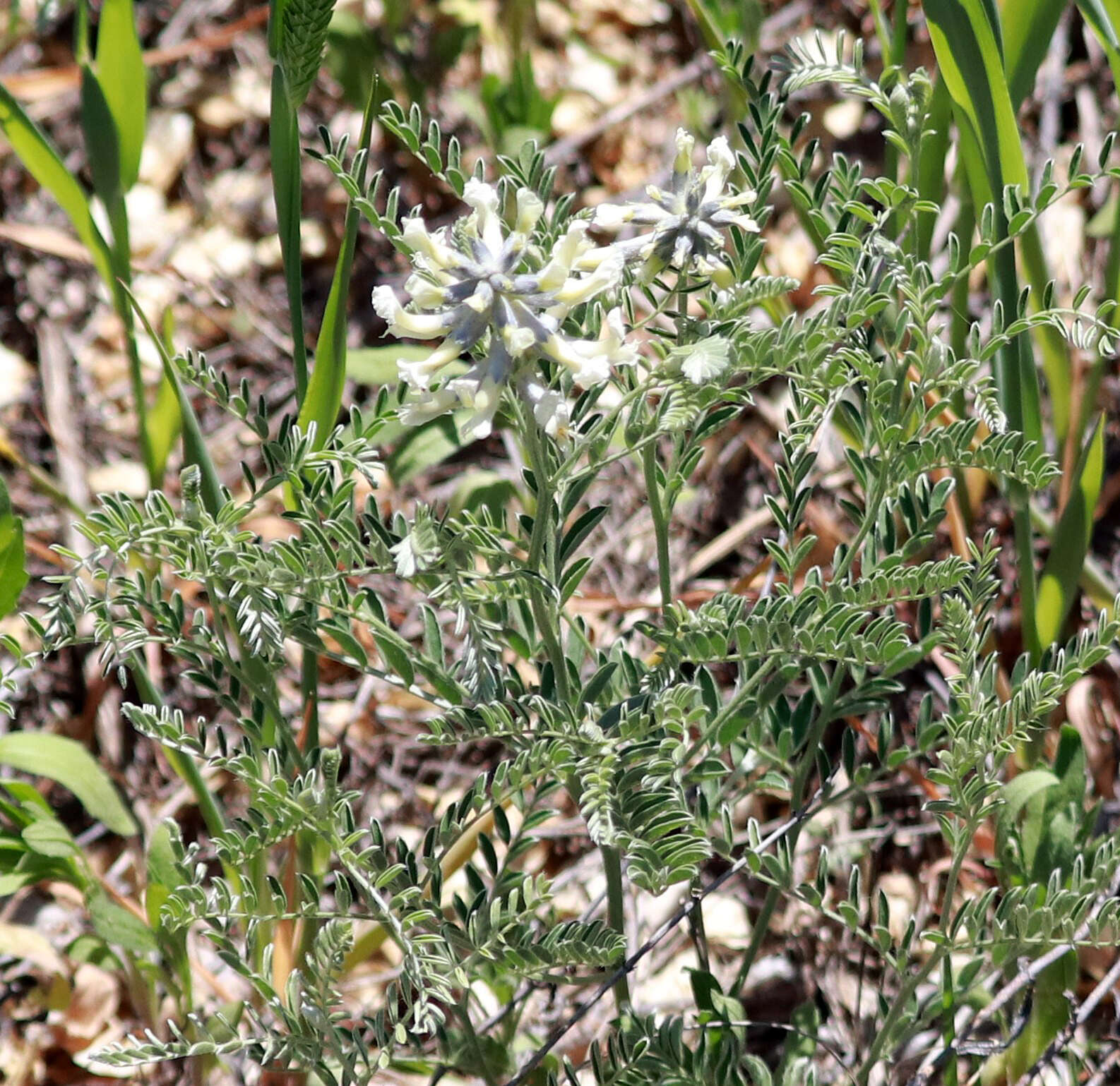 Image of silky sophora