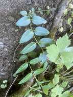 Image of Vinca major subsp. hirsuta (Boiss.) Stearn