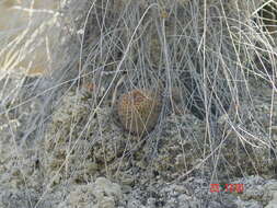 Image of Mammillaria crucigera subsp. crucigera