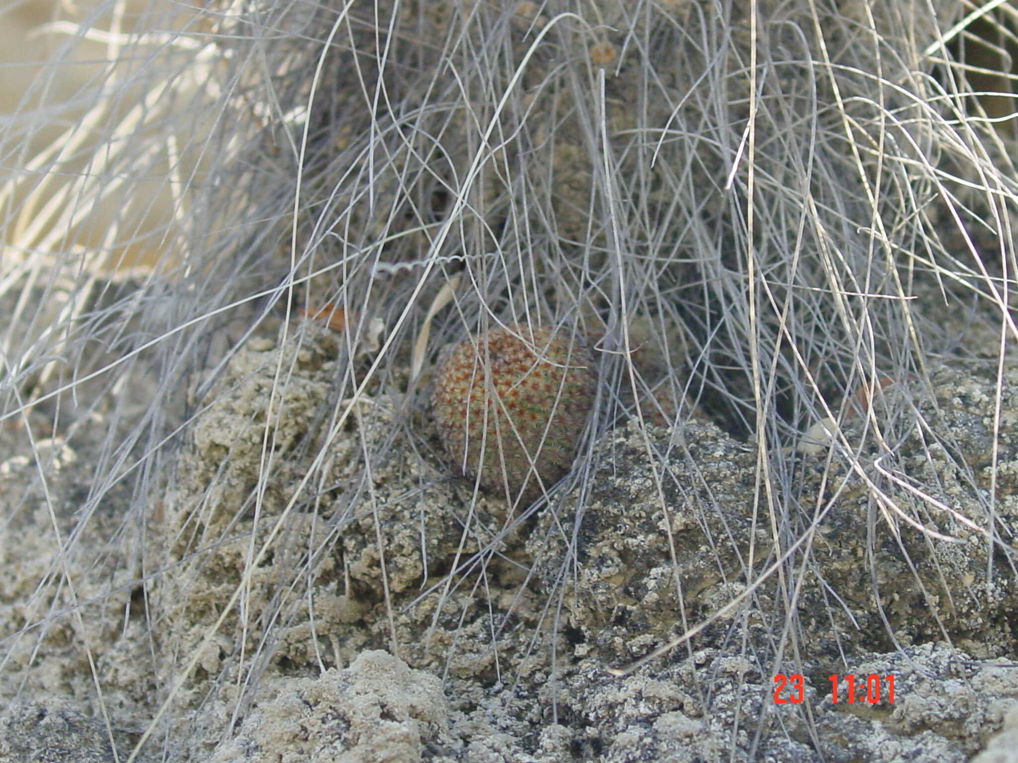 Image of Mammillaria crucigera subsp. crucigera